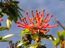 Another trailside flower.